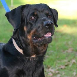Rottweilers from Enforcer Rottweilers