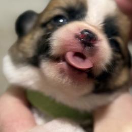 Lime Green collar girl - Red female Pembroke Welsh Corgi puppy in Hayes, Virginia from Gainesfield Labradors and Pembroke Welsh Corgis