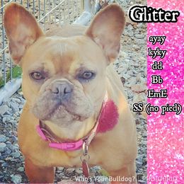 Glitter - French Bulldog