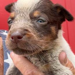 Boy 4 - Blue male Australian Cattle Dog puppy in Morton, Mississippi from Heart K Kennels