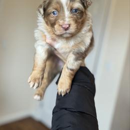 Frosty - Red merle male Australian Shepherd puppy in Tyner, Kentucky from Lil’ Town Aussies