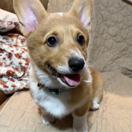 Wilma Flinstone- Pink Collar - Red female Pembroke Welsh Corgi puppy in Olathe, Colorado from Rocking LJ Breeding