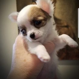 Chihuahua Puppies from Lucky Star Chihuahuas
