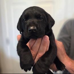 2nd Boy - Black male Labrador Retriever puppy in Decatur, Indiana from Sporting Ridge K9’s