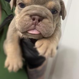 Royce - Lilac tri-color male Bulldog puppy in Marysville, Washington from English Bulldogs WA