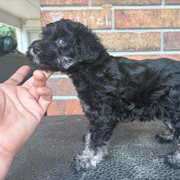 4J's Salty Lady - Salt and pepper female Miniature Schnauzer puppy in Eunice, Louisiana from 4J's Cajun Kennels