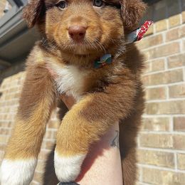 Australian Shepherd Puppies from Janovsky Australian Shepherds- AKC Registered