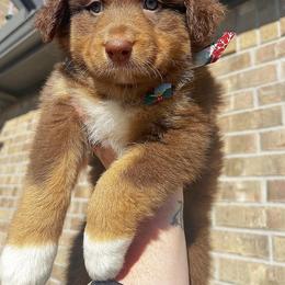 Australian Shepherd Puppies from Janovsky Australian Shepherds- AKC Registered
