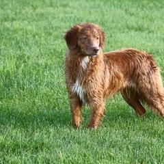 Border Collie and Nova Scotia Duck Tolling Retriever All Grown Up from Avatar