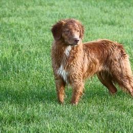 Border Collie and Nova Scotia Duck Tolling Retriever All Grown Up from Avatar