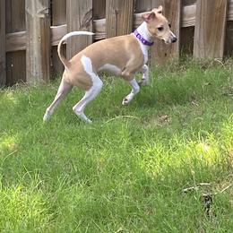 Italian Greyhound Puppies from Iggies of Azalea