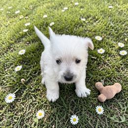 Austin - White male West Highland White Terrier puppy in Bowling Green, Kentucky from Tiffany's Papillons