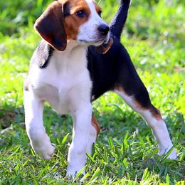 American Foxhound and American Staffordshire Terrier Puppies from Whitlow Kennel