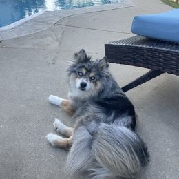 Pomsky Puppies from Pomskies 4 Dayz