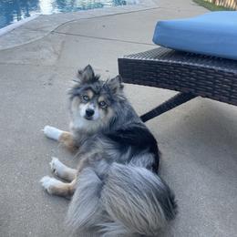 Pomsky Puppies from Pomskies 4 Dayz