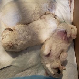 Bichon Frise Puppies from Jodith's Bichon Frise