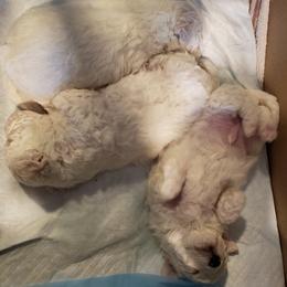 Bichon Frise Puppies from Jodith's Bichon Frise