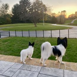 Papillon Puppies from PrimeTime Papillons