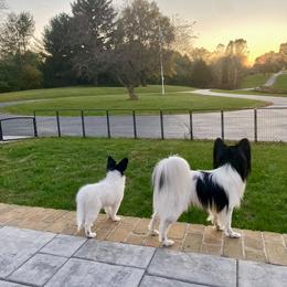Papillon Puppies from PrimeTime Papillons
