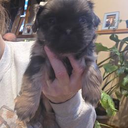 Ben - Blue male Shih Tzu puppy in Carrollton, Ohio from Becker Hollow