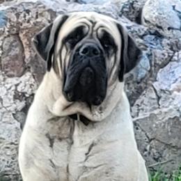 Mastiffs from BFG MASTIFFS