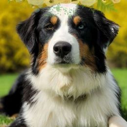 Rumor - Australian Shepherd