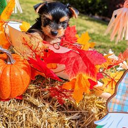 Twix - Black and tan female Yorkshire Terrier puppy in Louisburg, North Carolina from Nell’s Adorable Yorkshire’s