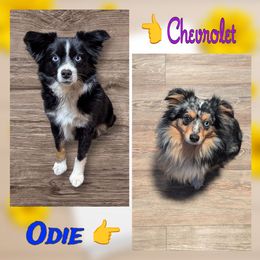 Toy Australian Shepherd puppies from LJK Boxers & Toy Aussies