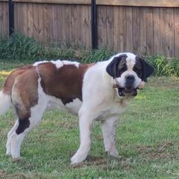 Snow - Saint Bernard