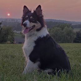 Bosie - Australian Shepherd