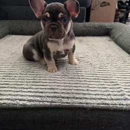 French Bulldog Puppies from Royal velvet frenchies