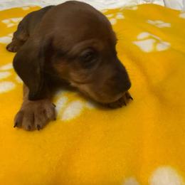 Red male - Sable male Dachshund puppy in Rome, Georgia from Jade’s Dachshunds