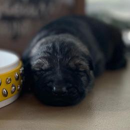 Yellow collar - Sable female German Shepherd puppy in Pahrump, Nevada from Wachhund Kennels