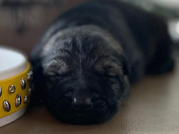 Yellow Collar, sable German Shepherd puppy