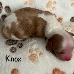 Knox - Tri-color male Cavapoo puppy in Cedar City, Utah from Pearson's Poodles