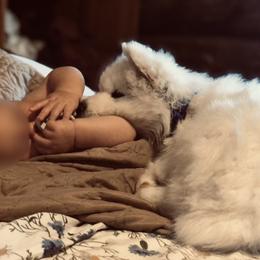 Samoyed Puppies from Morning Star Samoyeds