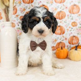 Cockapoo Puppies from Firm Foundation Cockapoos