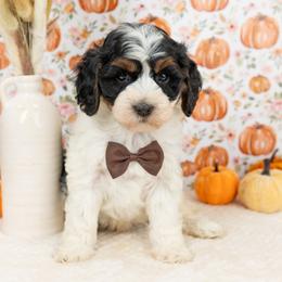 Cockapoo Puppies from Firm Foundation Cockapoos