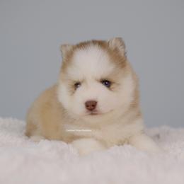 Phoenix - Red and white male Pomsky puppy in Loxahatchee, Florida from Cardinal Point Pomskies