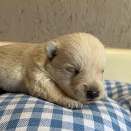 Wheaten Girl 1 - Wheaten female Scottish Terrier puppy in Nickelsville, Virginia from Pecan Creek