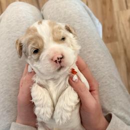 Gouda - Buff and white male Cockapoo puppy in Denver, Pennsylvania from Greenview Puppies