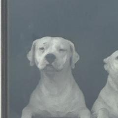 Delta - Dogo Argentino