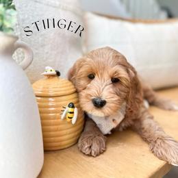 STINGER - Caramel red male Australian Labradoodle puppy in Palmdale, California from Heavenly Doodles