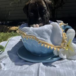 Boxer Puppies from Bellmont Boxers East TN