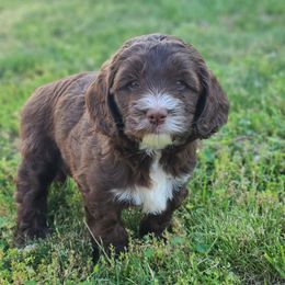 Bernedoodle and Double Doodle Puppies from Cloud Nine Doodles