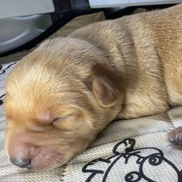 Boy 1 - Yellow male Labrador Retriever puppy in Newport, North Carolina from AKS’s Water Bound Retrievers