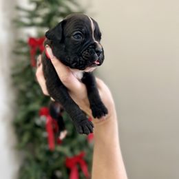 Frost - Brindle male Boxer puppy in Upper Sandusky, Ohio from Rock Run Homestead