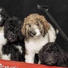 Poodles from Samantha Cook Parti Poodles LLC