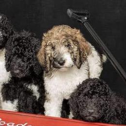 Poodles from Samantha Cook Parti Poodles LLC