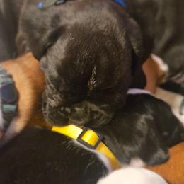 ROYAL BLUE - Brindle male Boxer puppy in Gloucester, Virginia from Keen Boxers